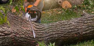 Trusted Mount Plymouth, FL Tree Services Experts