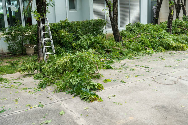 Best Palm Tree Trimming  in Mount Plymouth, FL