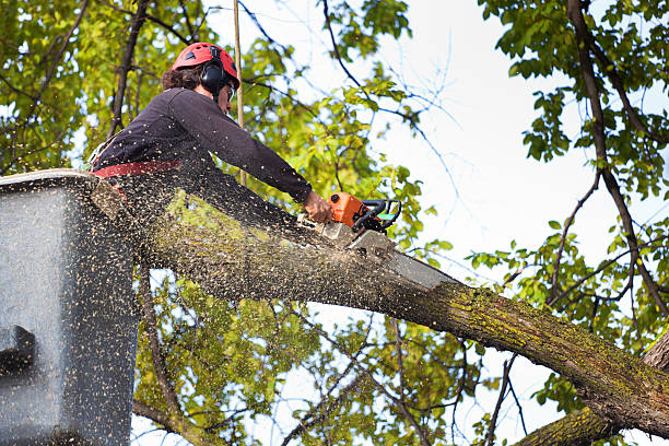 Best Stump Grinding and Removal  in Mount Plymouth, FL